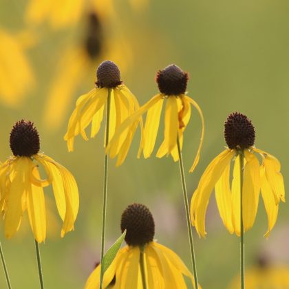 Grey-Headed Coneflower - (Ratibida pinnata)