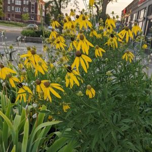 Grey-Headed Coneflower - (Ratibida pinnata) - Image 2