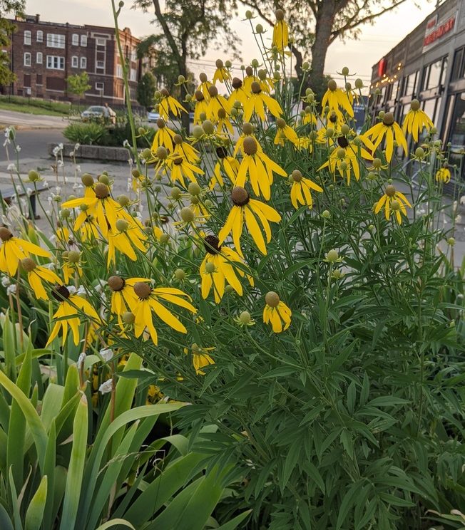 Grey-Headed Coneflower - (Ratibida pinnata)