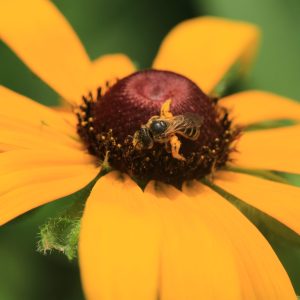 Black-Eyed Susan (Rudbeckia hirta var. pulcherrima) - Image 3