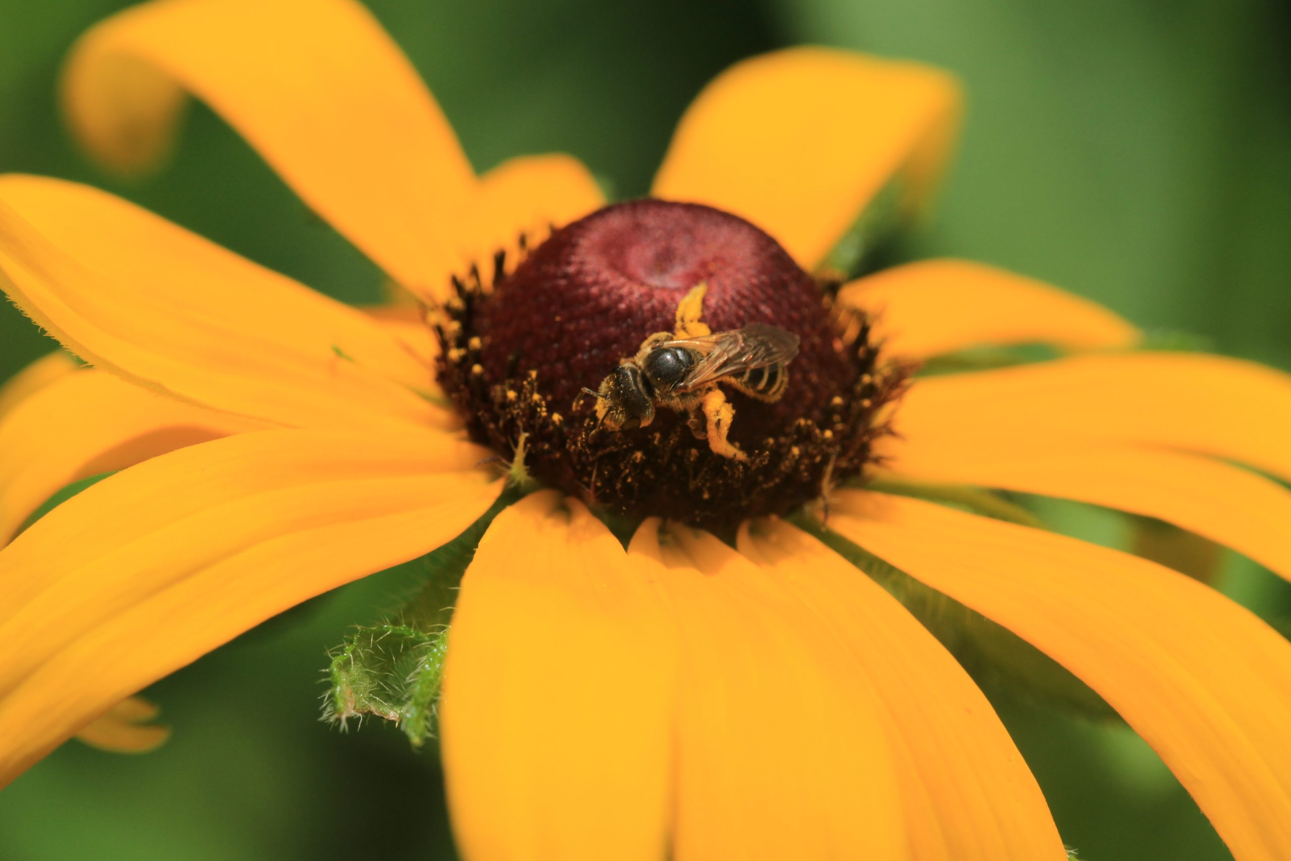 Black-Eyed Susan (Rudbeckia hirta var. pulcherrima)