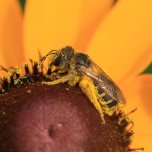 Black-Eyed Susan (Rudbeckia hirta var. pulcherrima) - Image 2