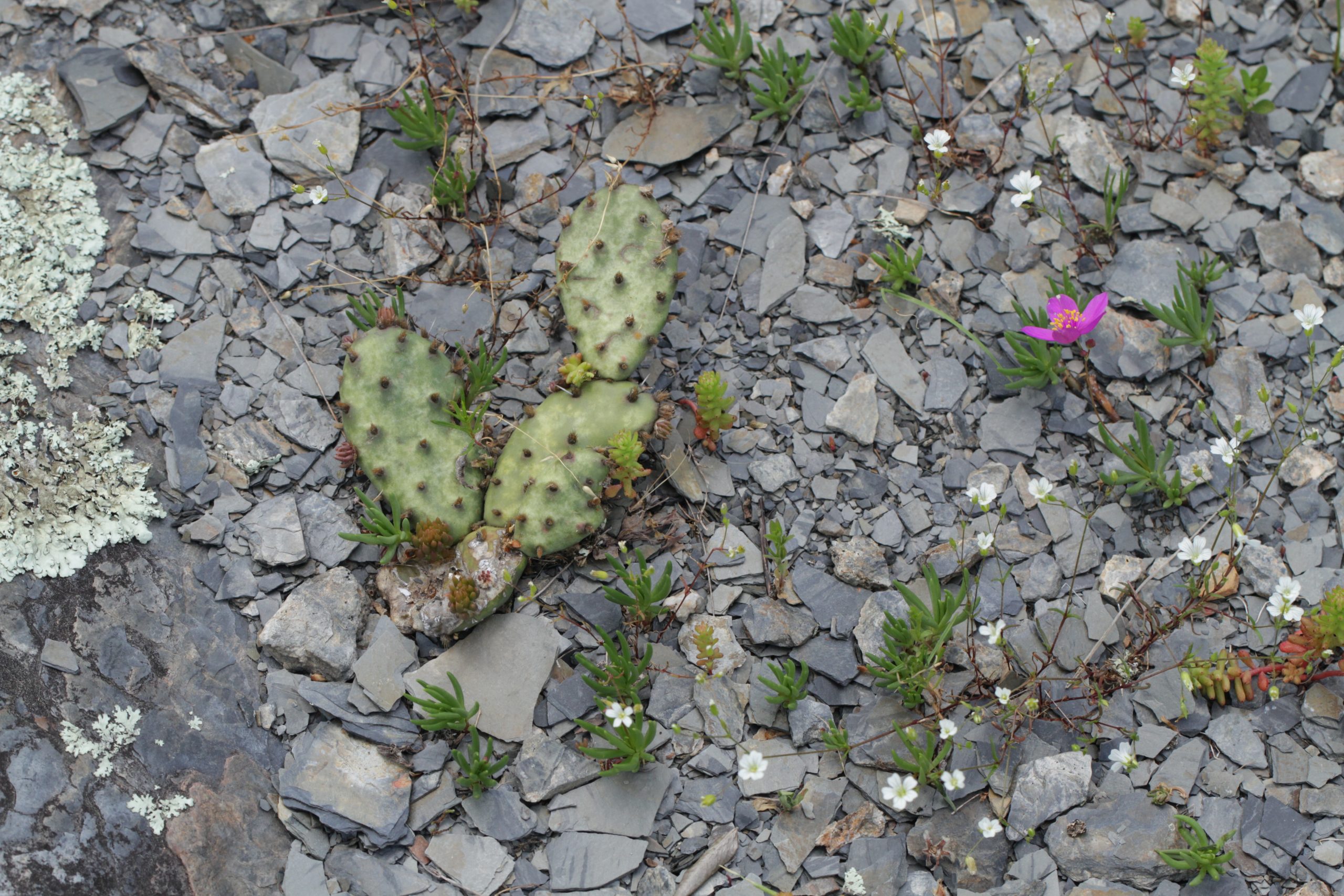 The Shale Glades of Arkansas