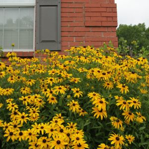 Black-Eyed Susan (Rudbeckia hirta var. pulcherrima)