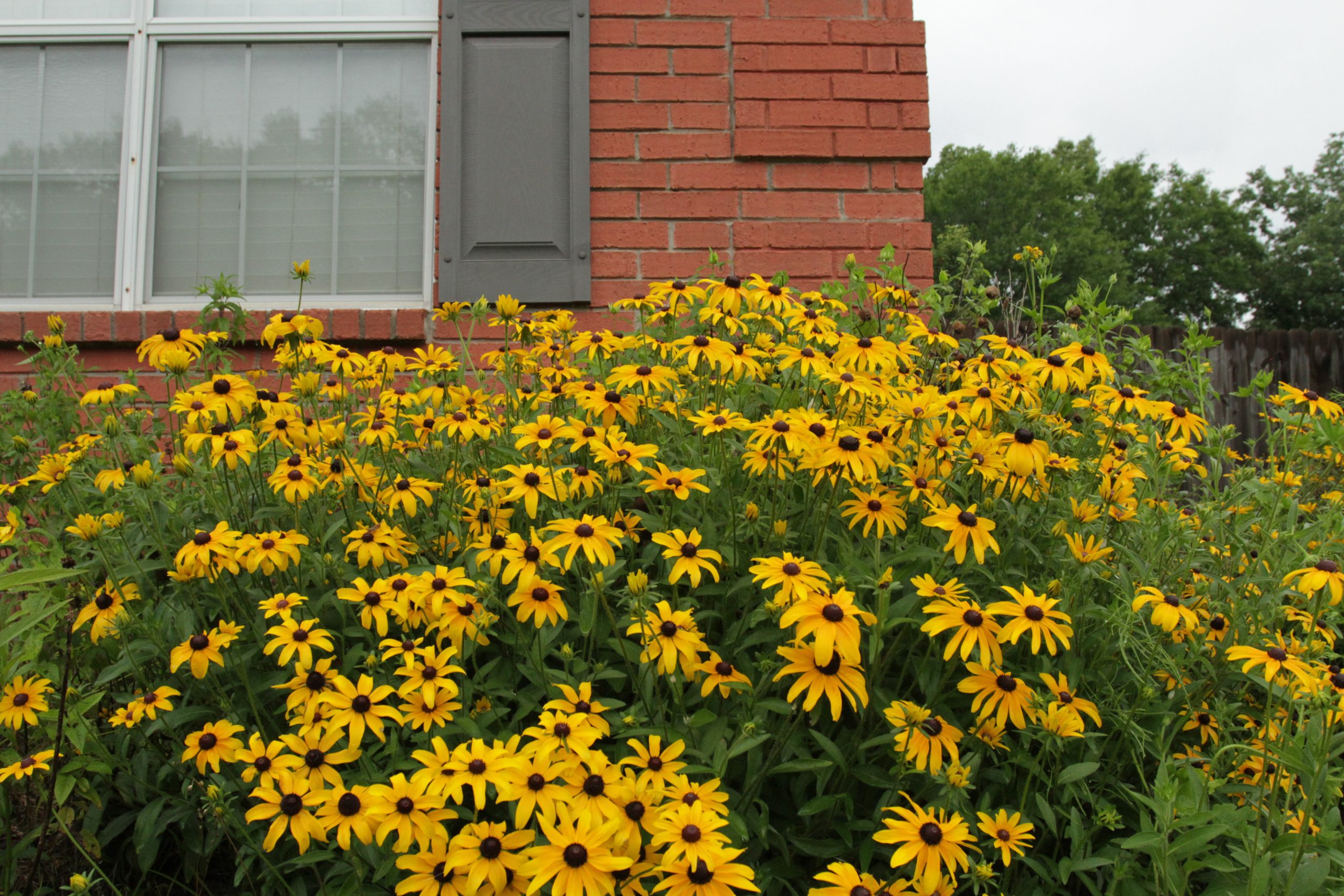 Black-Eyed Susan (Rudbeckia hirta var. pulcherrima)