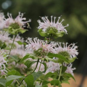 Wild Bergamot (Monarda fistulosa var. mollis) - Image 2