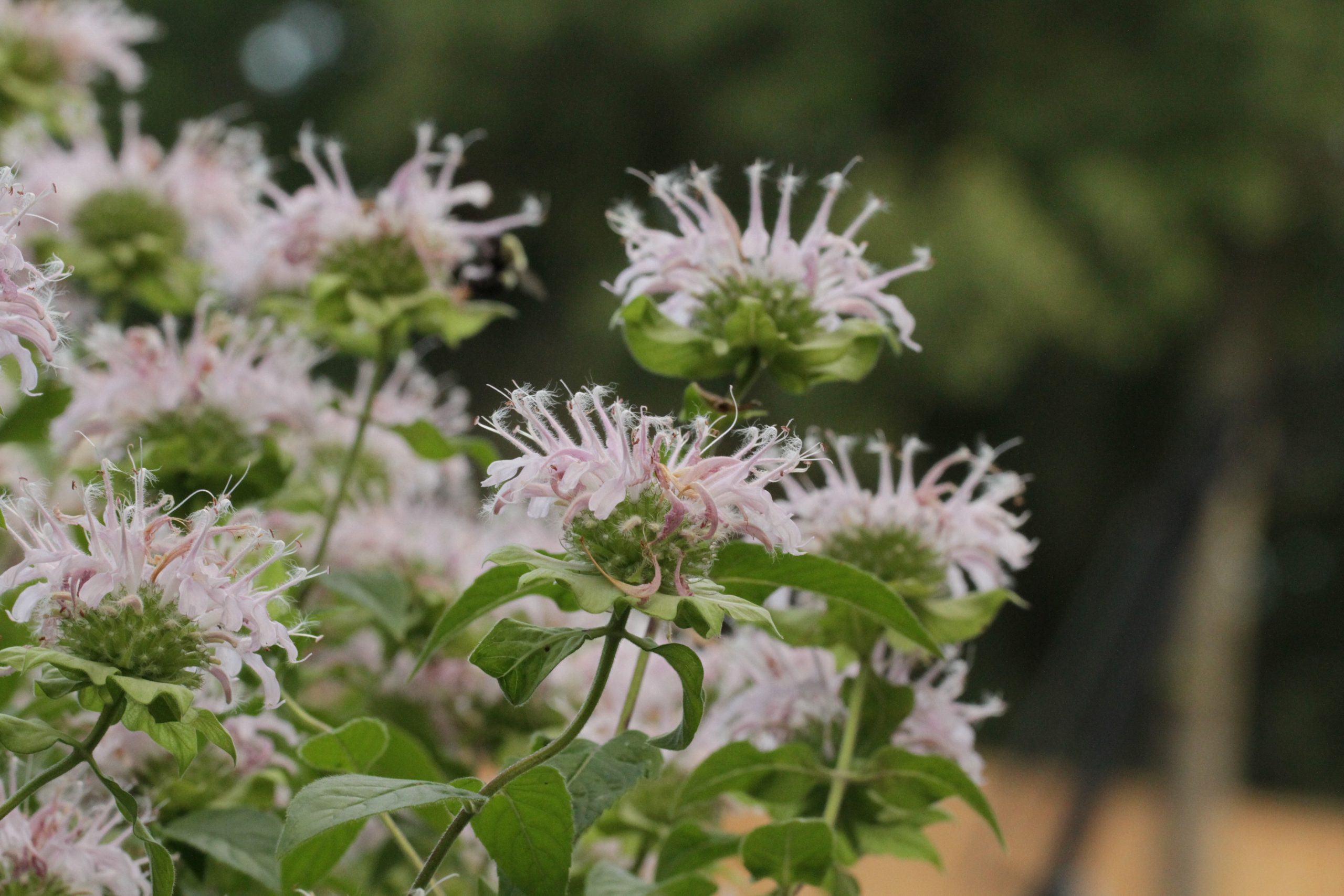 Wild Bergamot (Monarda fistulosa var. mollis)