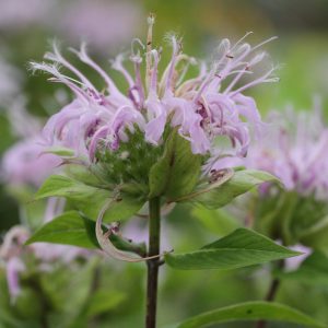 Wild Bergamot (Monarda fistulosa var. mollis)