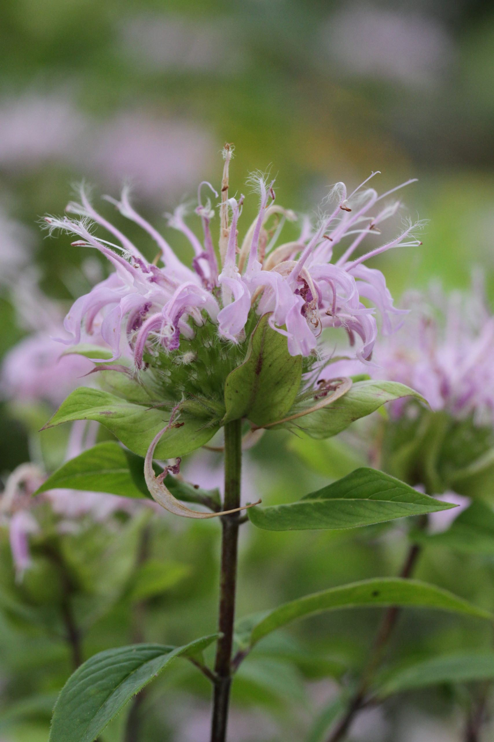 Wild Bergamot (Monarda fistulosa var. mollis)