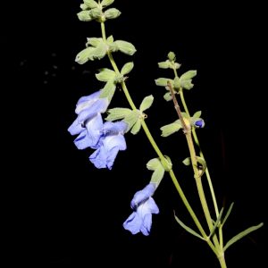 Giant Blue Sage - (Salvia azurea var. grandiflora)