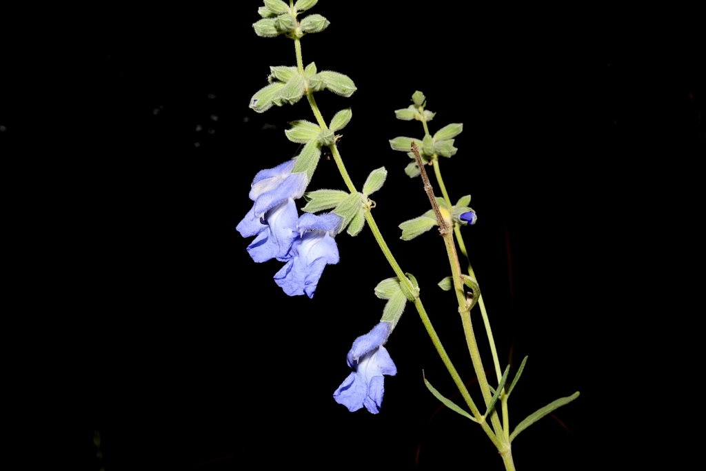 Giant Blue Sage - (Salvia azurea var. grandiflora)