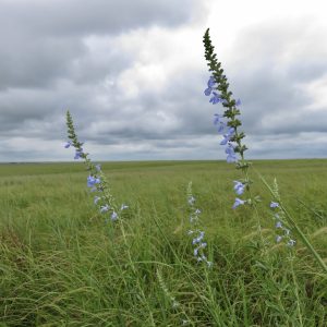 Giant Blue Sage - (Salvia azurea var. grandiflora) - Image 2