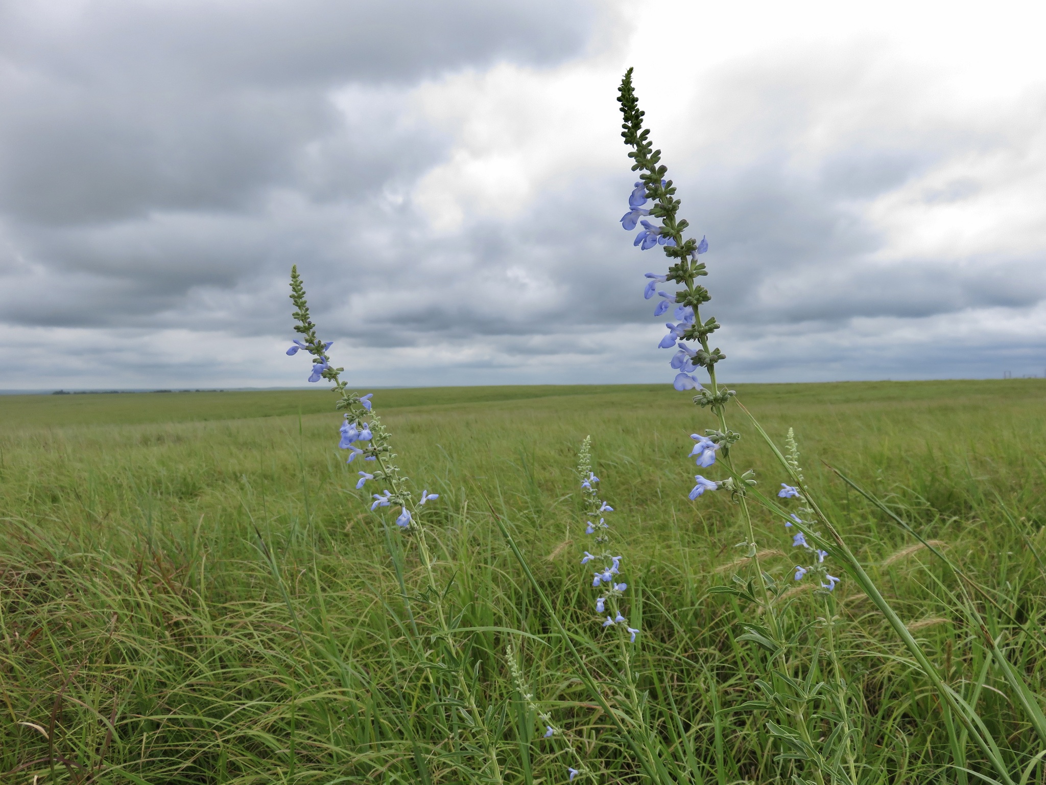 Giant Blue Sage - (Salvia azurea var. grandiflora)