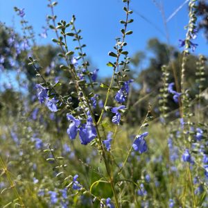 Giant Blue Sage - (Salvia azurea var. grandiflora) - Image 3