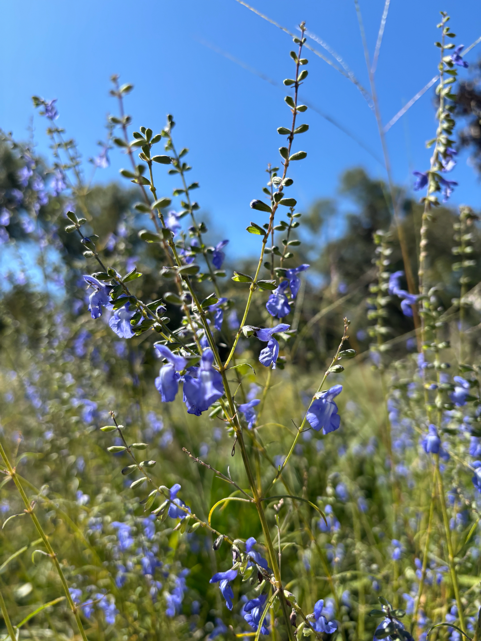 Giant Blue Sage - (Salvia azurea var. grandiflora)