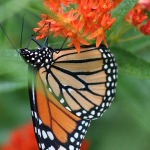 Butterfly Weed - (Asclepias tuberosa) - Image 2