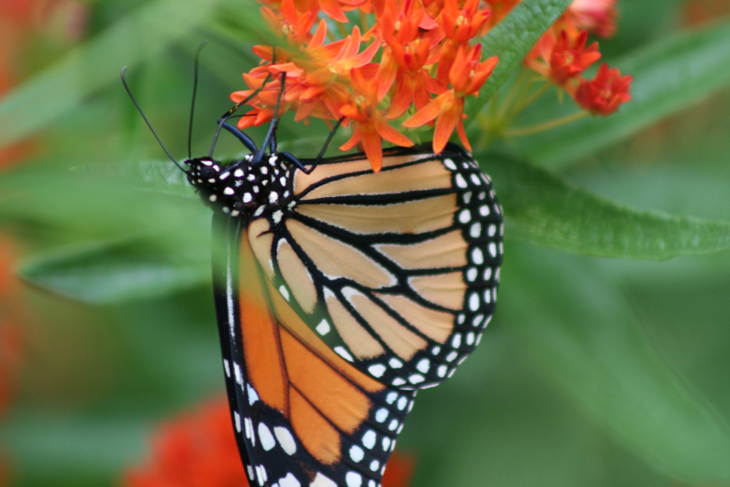 Butterfly Weed - (Asclepias tuberosa) - Image 2