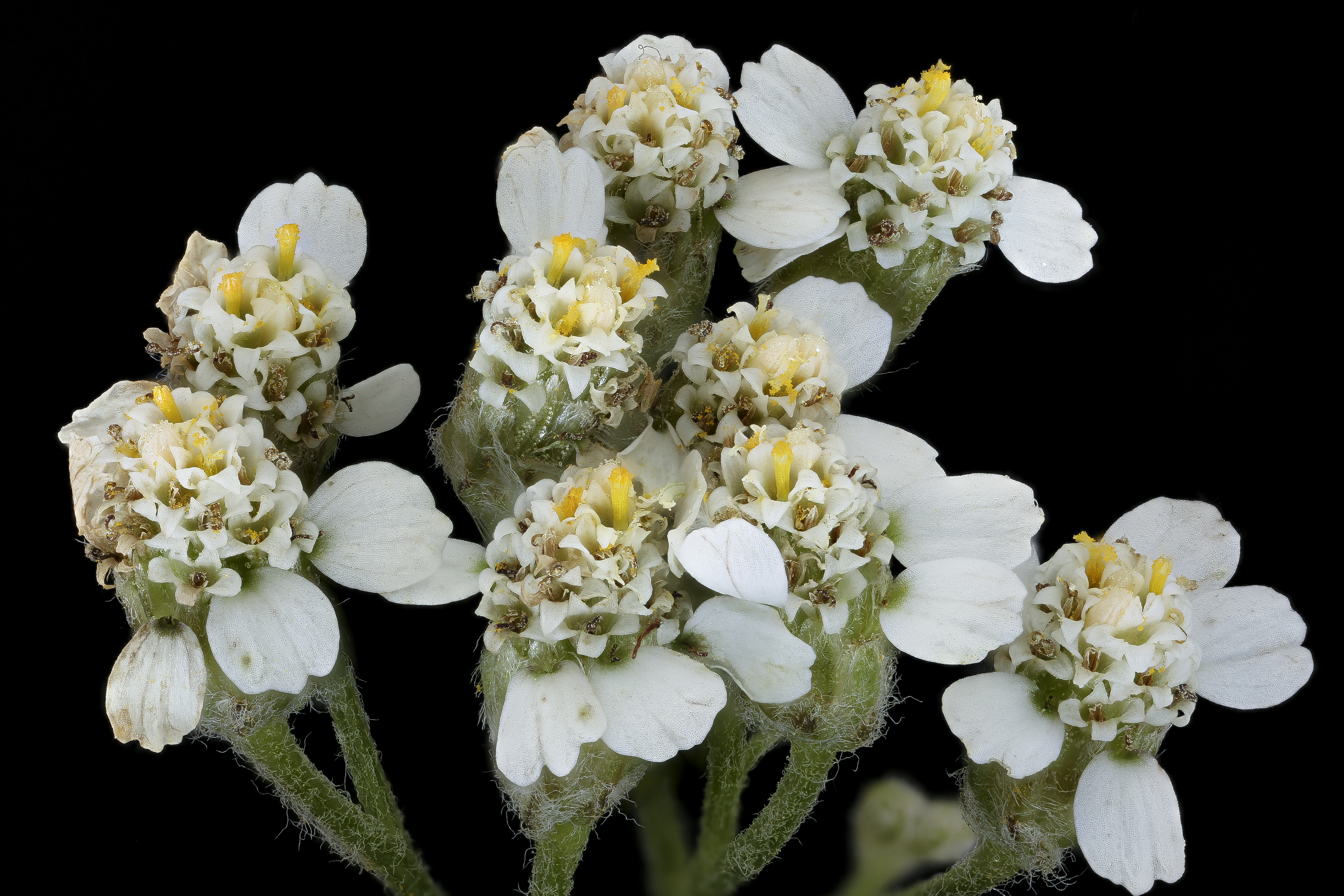 Yarrow (Achillea millefolium)