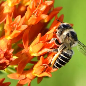 Butterfly Weed - (Asclepias tuberosa) - Image 3