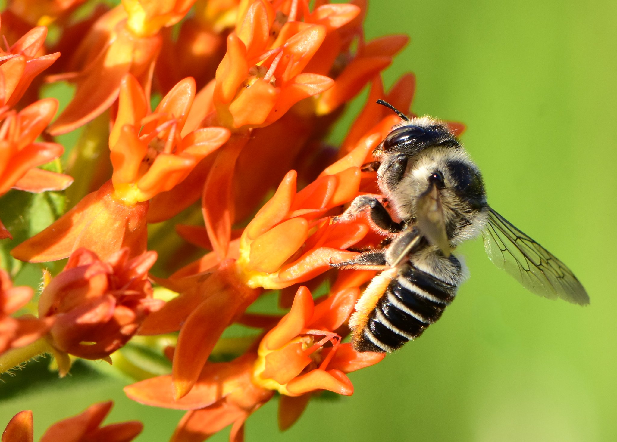 Butterfly Weed - (Asclepias tuberosa) - Image 3