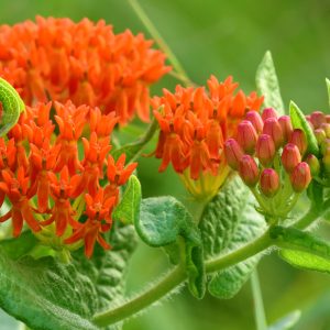 Butterfly Weed - (Asclepias tuberosa) - Image 1