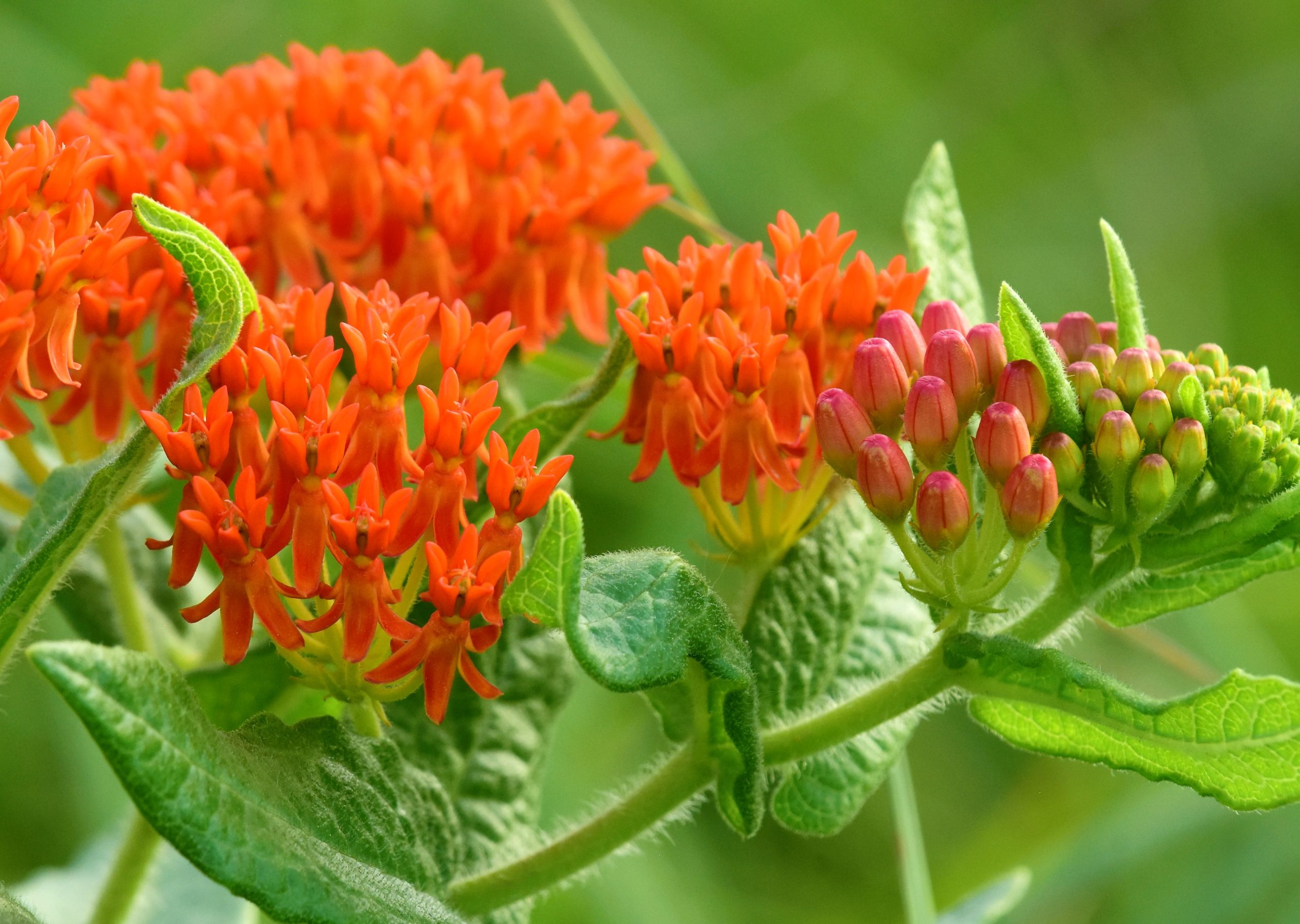 Butterfly Weed - (Asclepias tuberosa) - Image 1