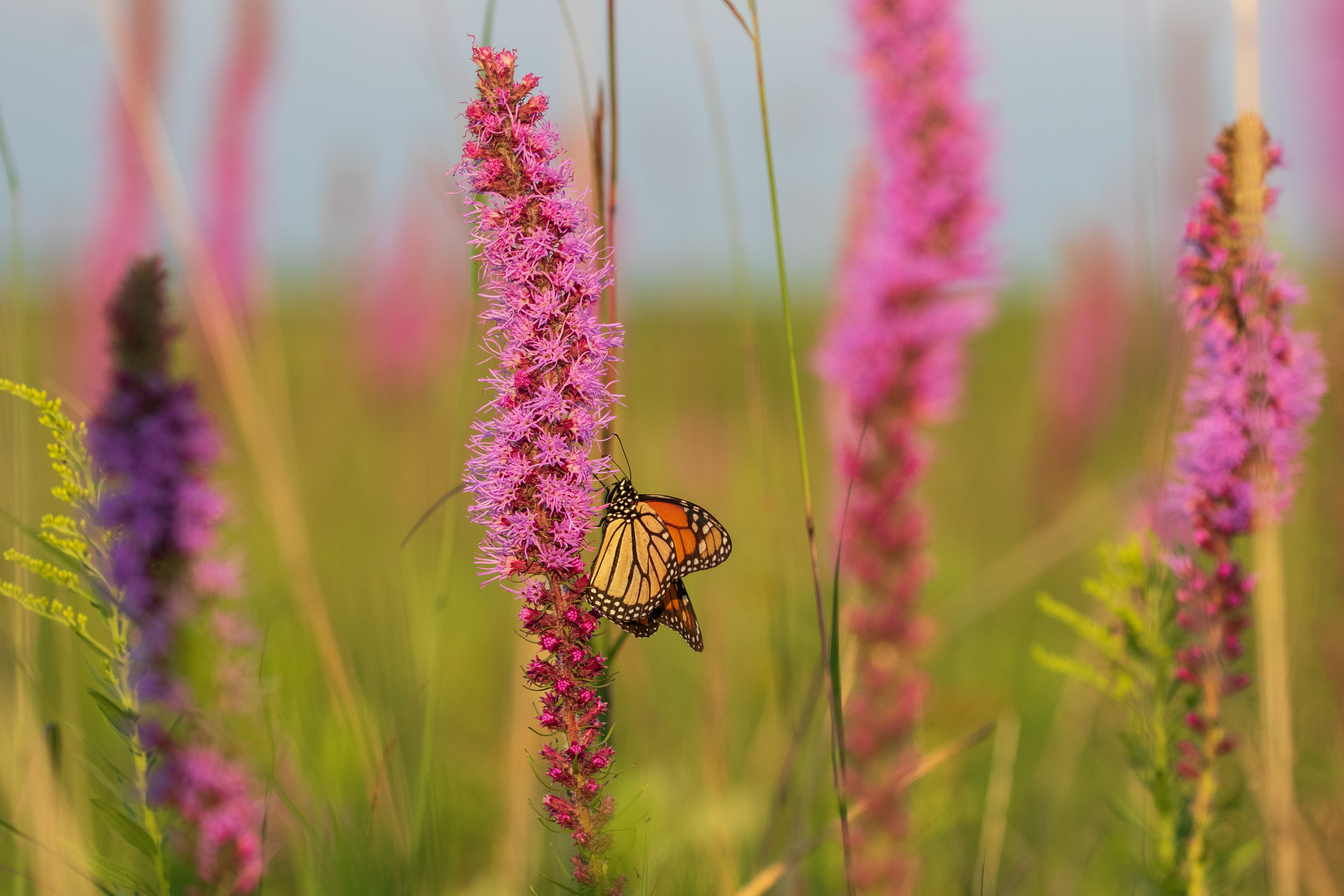 Prairie Blazing Star - (Liatris pycnostachya)