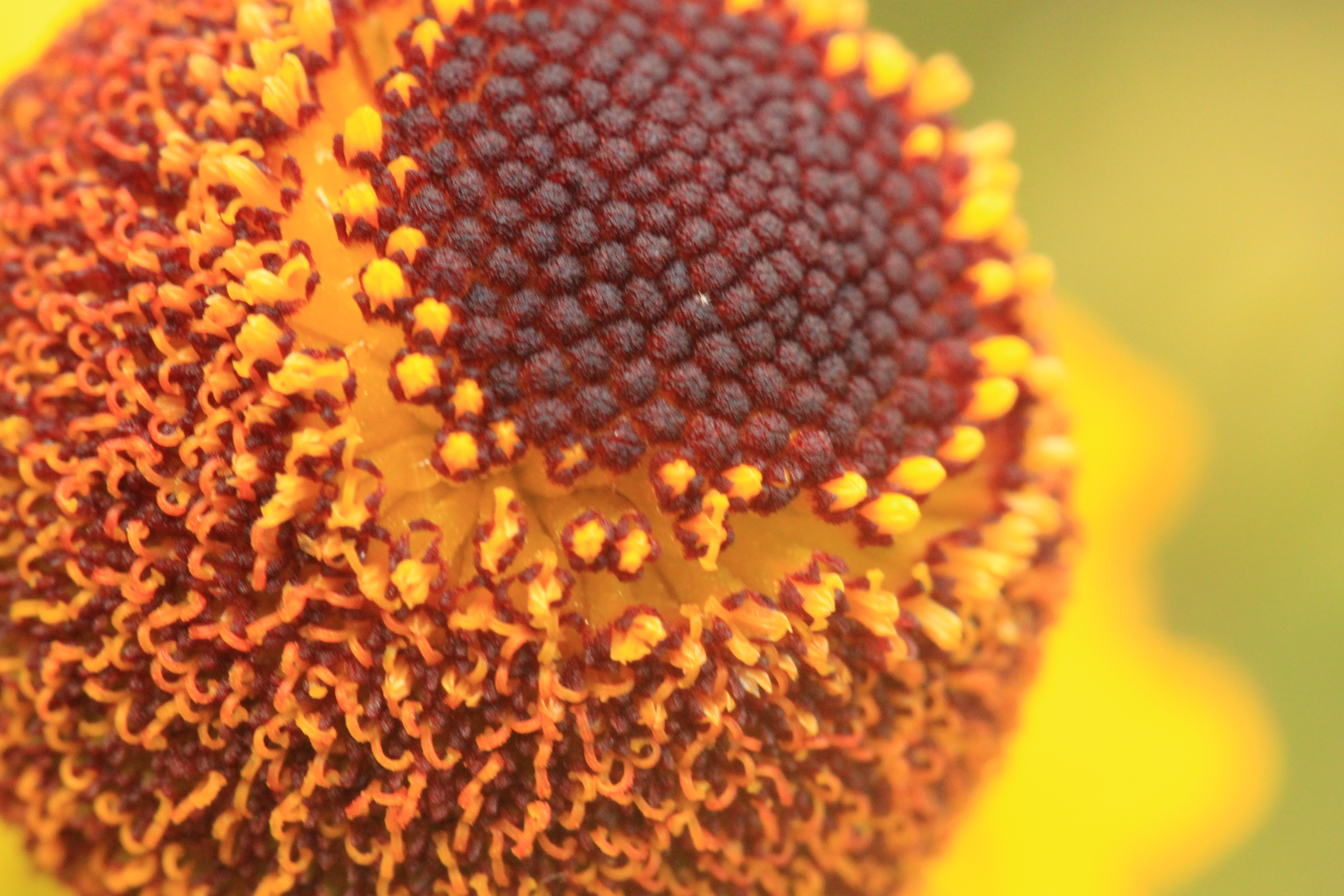 Arkansas Sneezeweed (Helenium campestre)