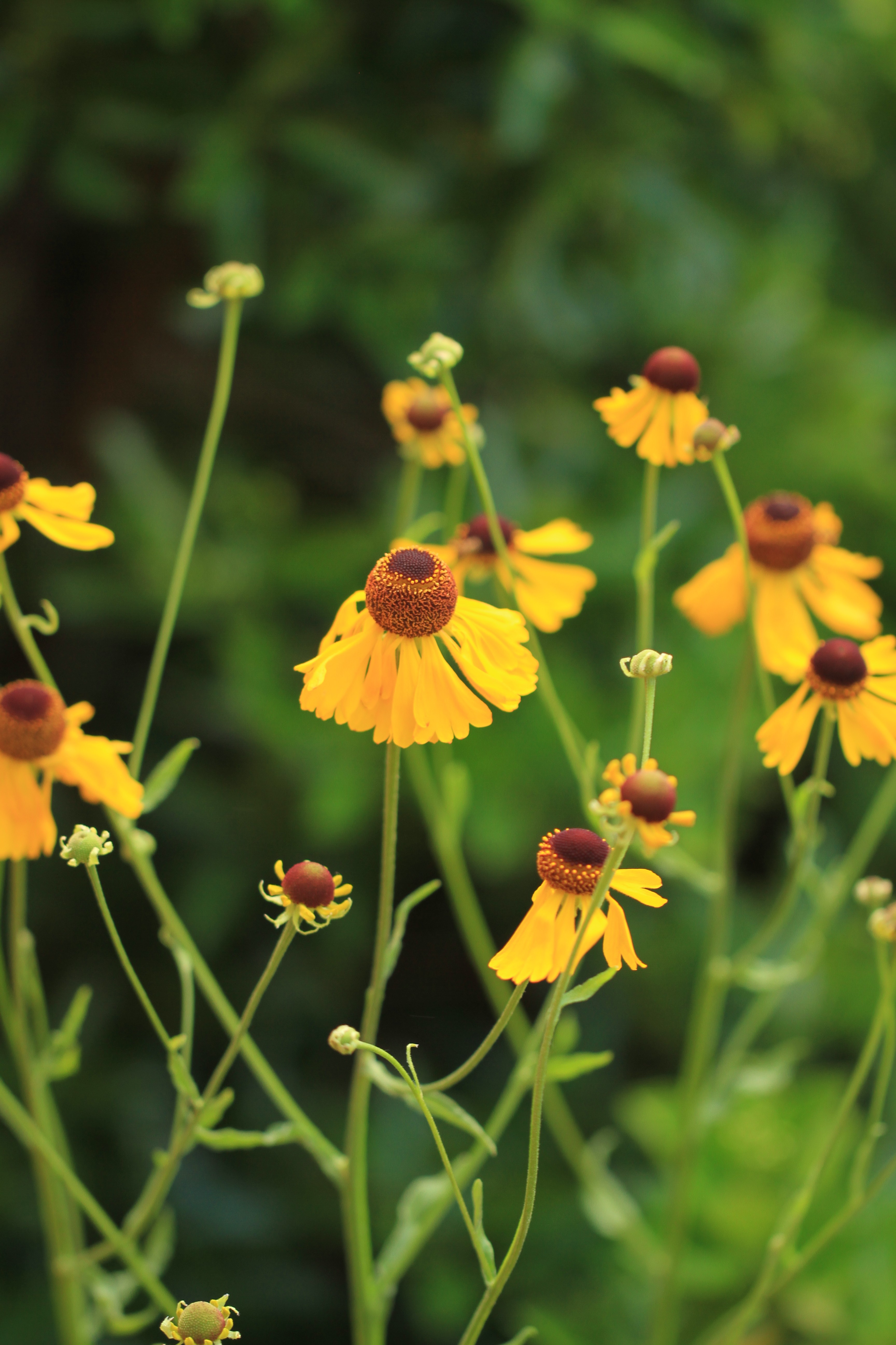 Arkansas Sneezeweed (Helenium campestre)