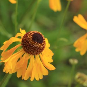 Arkansas Sneezeweed (Helenium campestre) - Image 2