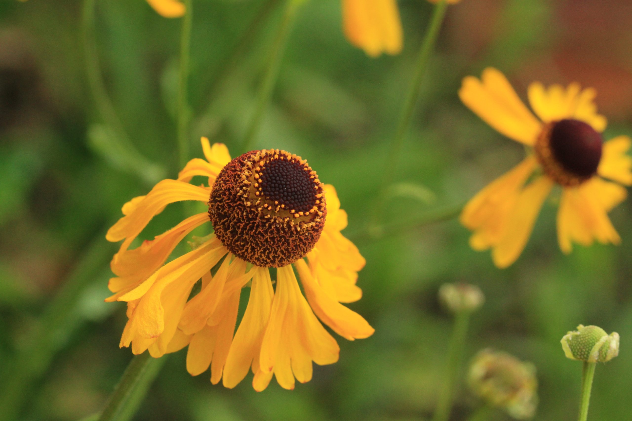 Arkansas Sneezeweed (Helenium campestre) - Image 2