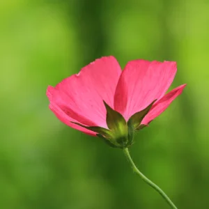 Bush's Poppy Mallow (Callirhoe bushii) - Image 2