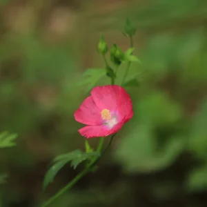 Bush's Poppy Mallow (Callirhoe bushii) - Image 3