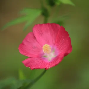 Bush's Poppy Mallow (Callirhoe bushii)