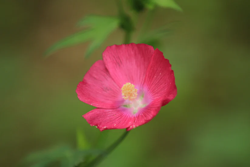 Bush's Poppy Mallow (Callirhoe bushii)