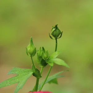 Bush's Poppy Mallow (Callirhoe bushii) - Image 4