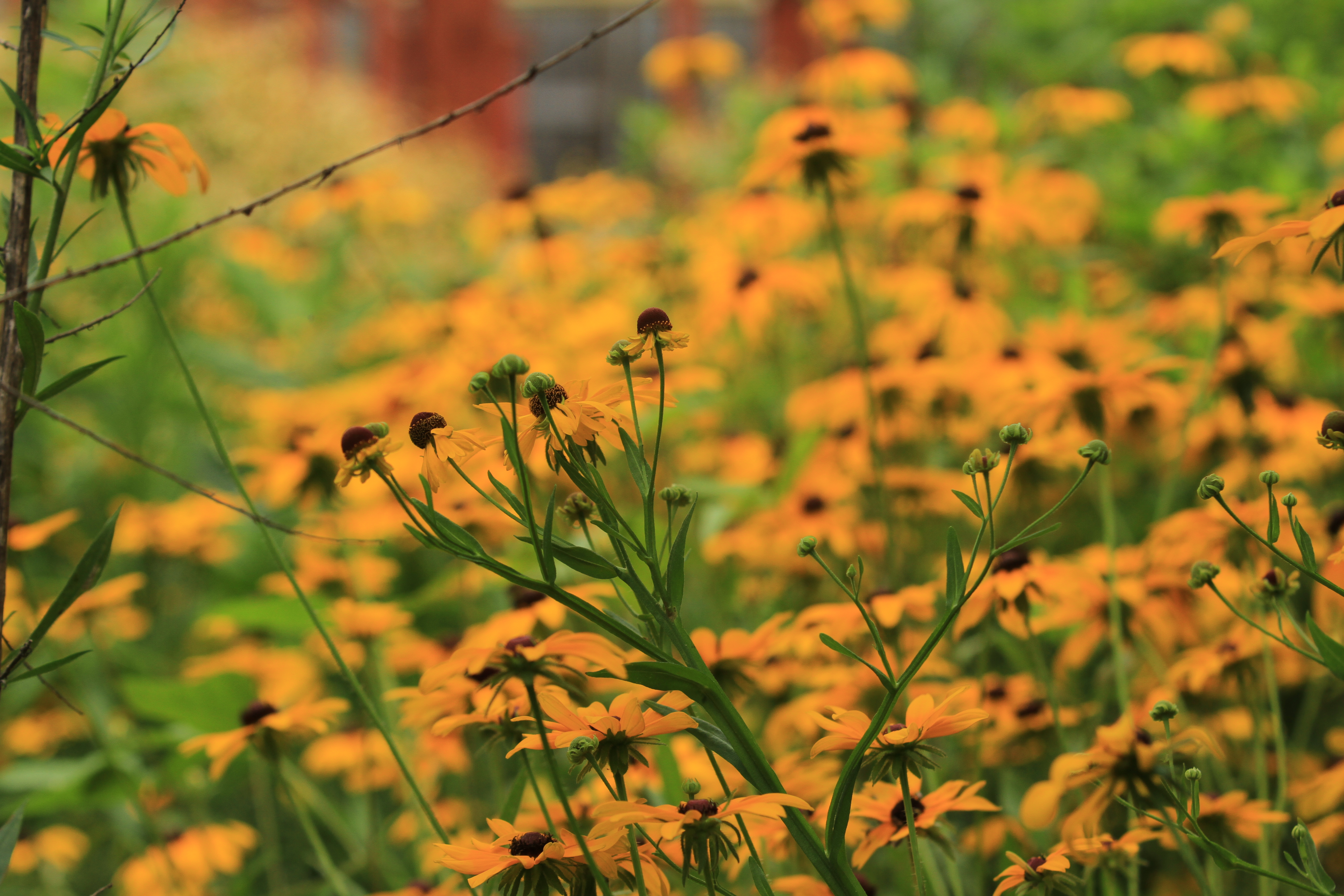 Southern Sneezeweed (Helenium flexuosum)