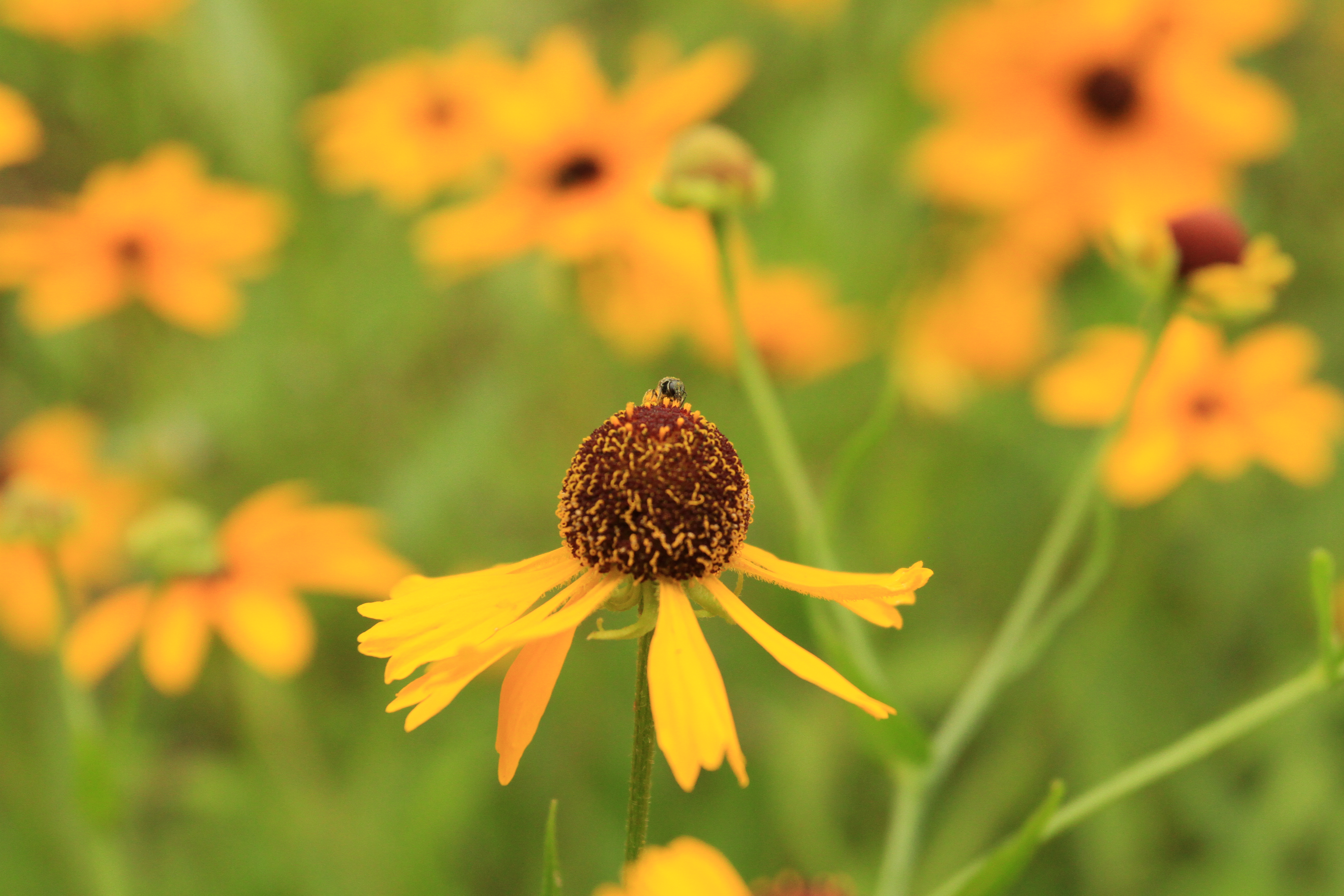 Southern Sneezeweed (Helenium flexuosum)