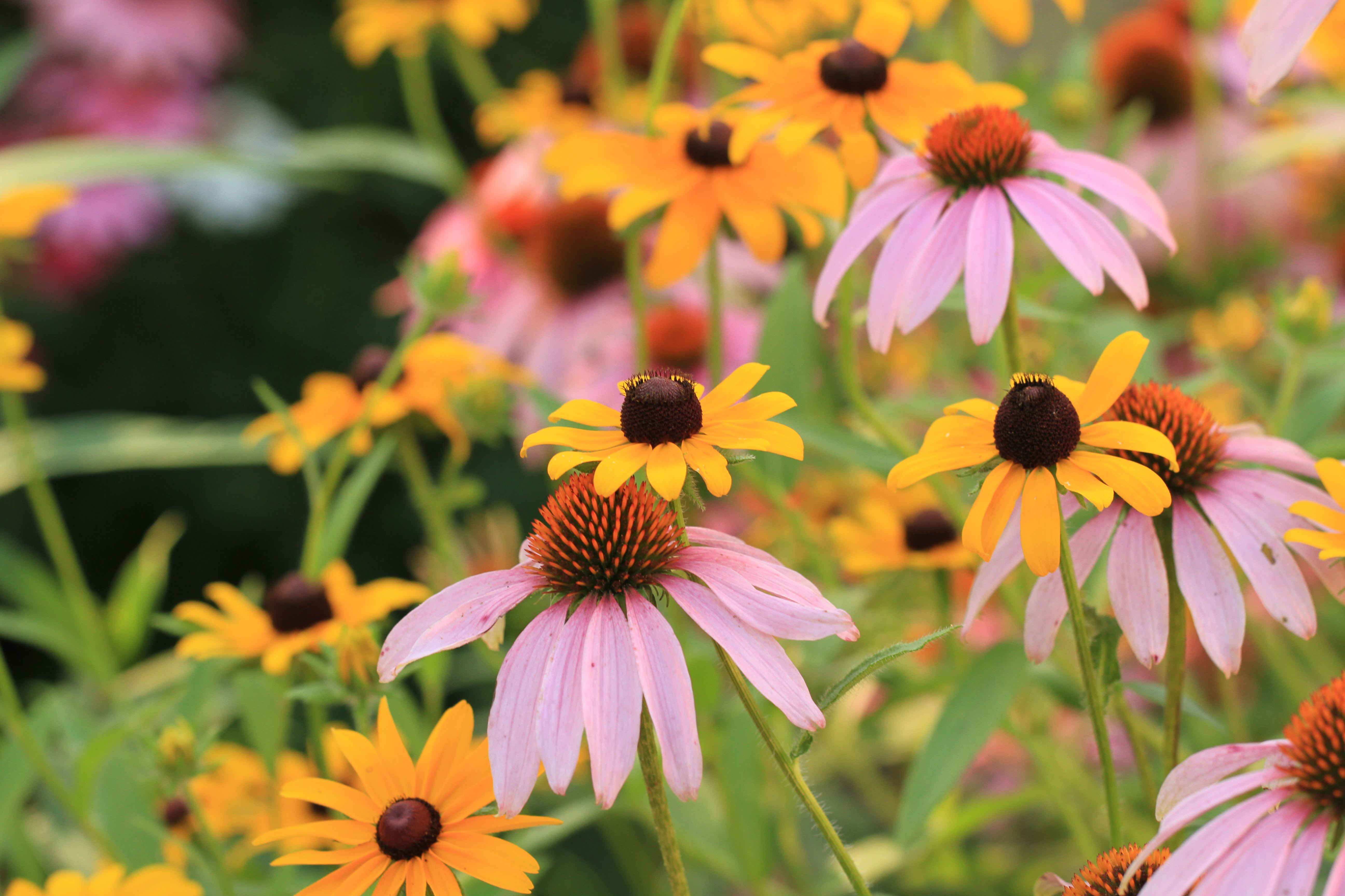 Purple Coneflower - (Echinacea purpurea)