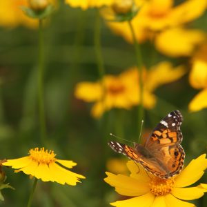 Lance-leaf Coreopsis (Coreopsis lanceolata) - Image 4