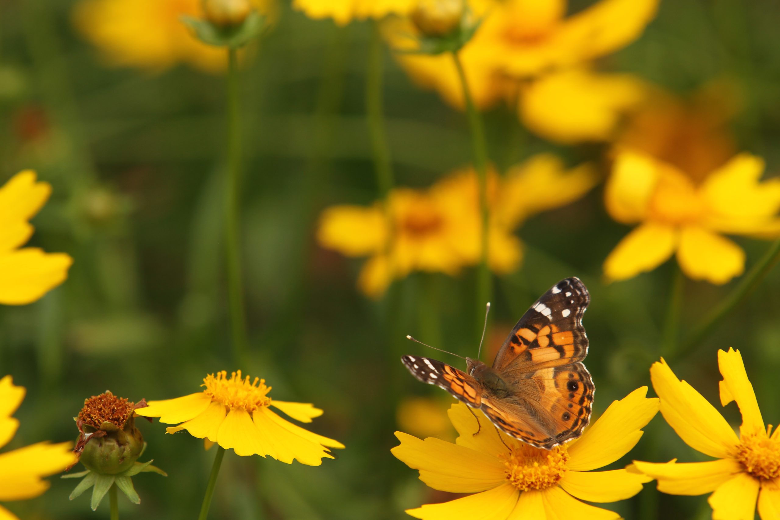 Lance-leaf Coreopsis (Coreopsis lanceolata) - Image 4