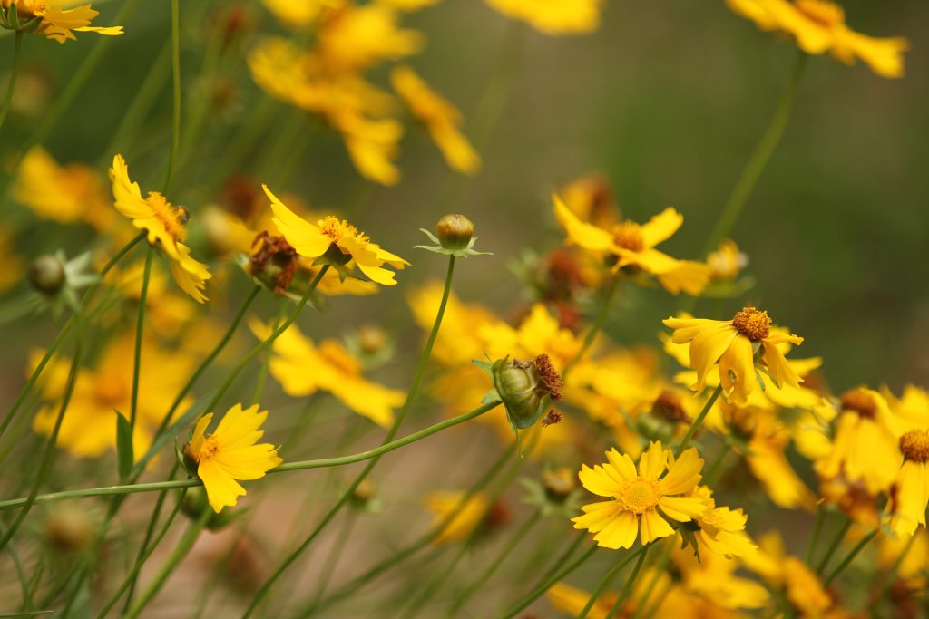 Lance-leaf Coreopsis (Coreopsis lanceolata)