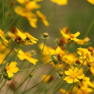 Lance-leaf Coreopsis (Coreopsis lanceolata) - Image 1