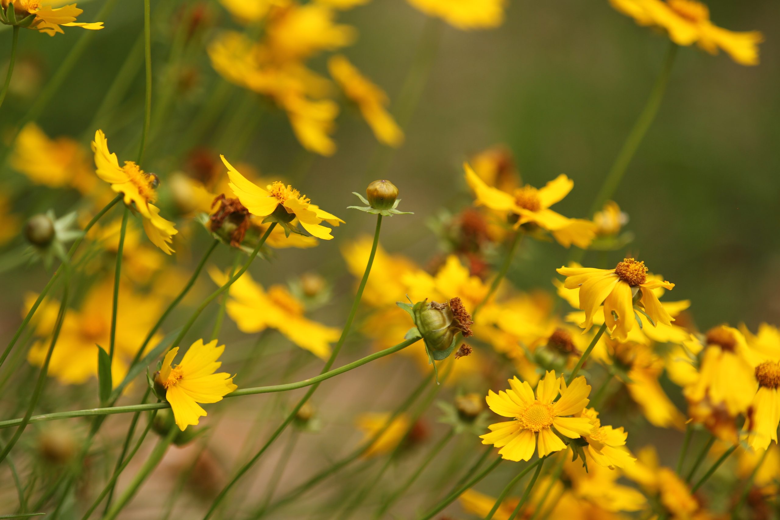 Lance-leaf Coreopsis (Coreopsis lanceolata) - Image 1