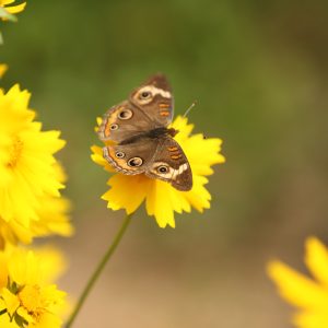 Lance-leaf Coreopsis (Coreopsis lanceolata) - Image 3