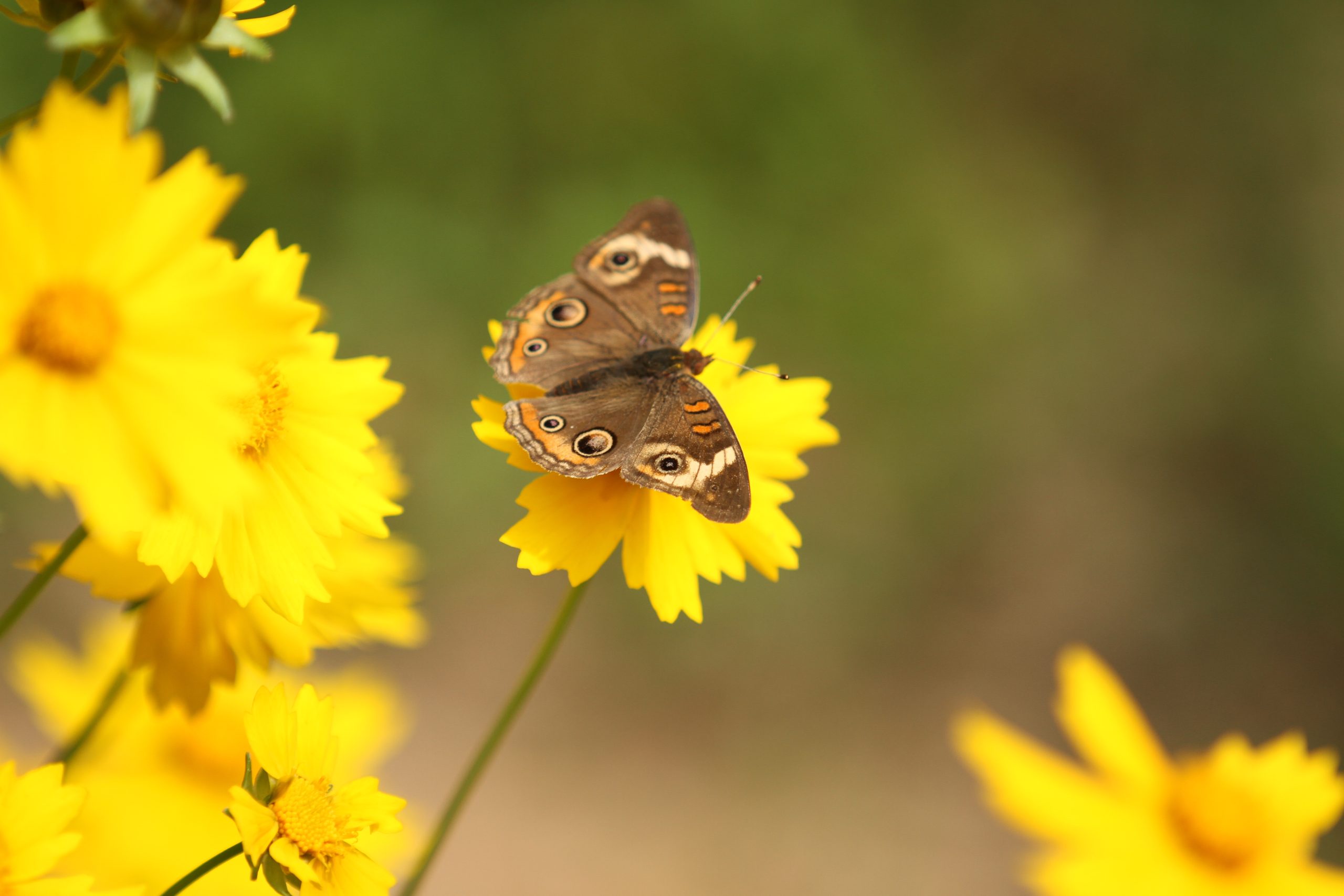 Lance-leaf Coreopsis (Coreopsis lanceolata) - Image 3