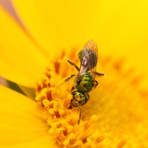 Lance-leaf Coreopsis (Coreopsis lanceolata) - Image 2