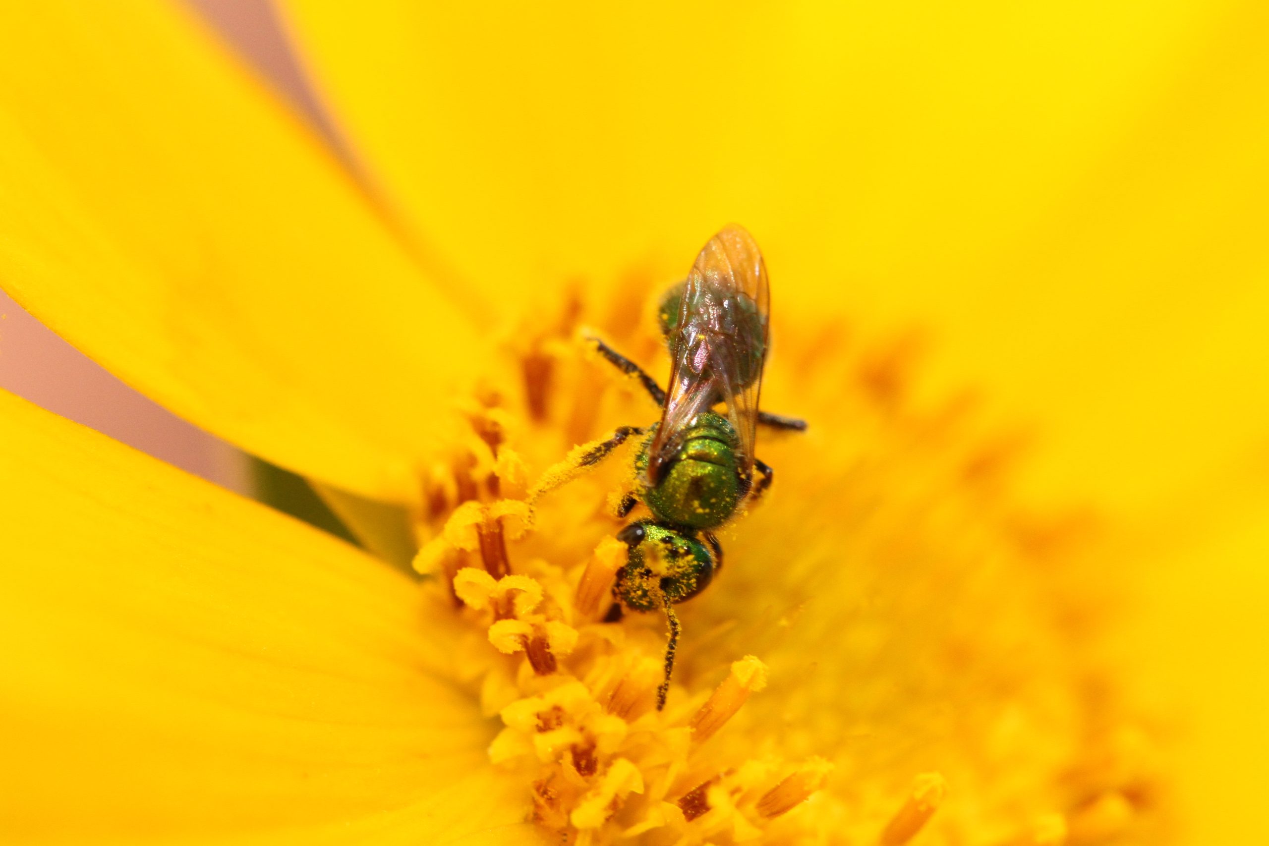 Lance-leaf Coreopsis (Coreopsis lanceolata) - Image 2