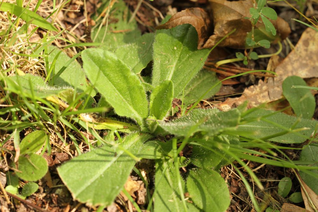 Arkansas Sneezeweed (Helenium campestre)