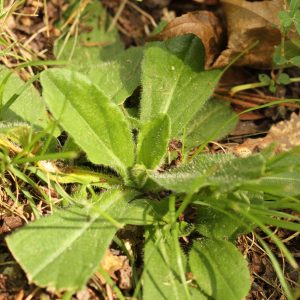 Arkansas Sneezeweed (Helenium campestre) - Image 4